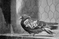 5 động vật góp phần xoay vần lịch sử