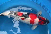 Video: Bí quyết lai tạo ra chú cá Koi có giá 1,8 tỷ USD