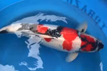 Video: Bí quyết lai tạo ra chú cá Koi có giá 1,8 tỷ USD