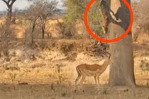 Video: Báo hoa lao xuống từ ngọn cây vồ trọn linh dương trong chớp mắt