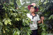 Nông sản sạch “nức tiếng” giúp nhà nông Sơn La sống khỏe