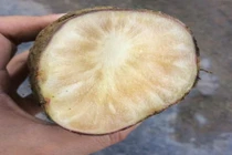 Bất ngờ củ sâm 2kg rẻ như khoai: Nấu canh xương cả nhà tẩm bổ