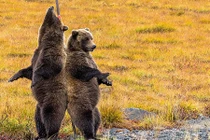 Siêu yêu cảnh 2 con gấu xám “múa cột” trên đường