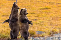 Siêu yêu cảnh 2 con gấu xám “múa cột” trên đường