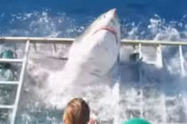 Kinh hoàng khoảnh khắc cá mập đói chui vào lồng đòi mạng thợ lặn