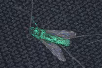 Sửng sốt phát hiện cách diệt sạch muỗi trên Trái đất