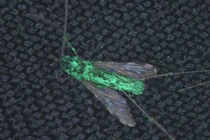 Sửng sốt phát hiện cách diệt sạch muỗi trên Trái đất