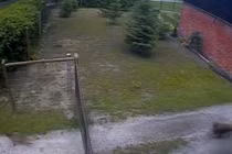 Video: Cáo vào nhà trộm gà bị chó đuổi chạy trối chết