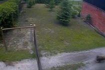 Video: Cáo vào nhà trộm gà bị chó đuổi chạy trối chết