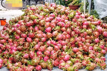 Trung Quốc quyết định đột ngột, vạn nông dân Việt khóc ròng