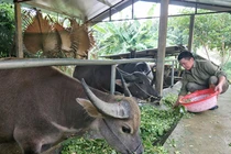 Tận mắt thấy trâu ngố khổng lồ, đặc sản quý hiếm có 1-0-2 ở Việt Nam