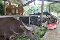 Tận mắt thấy trâu ngố khổng lồ, đặc sản quý hiếm có 1-0-2 ở Việt Nam