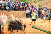 Chi hơn 100 triệu làm lễ đâm trâu, dân làng kiệt quệ