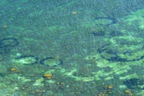 Bí ẩn “vòng tròn thần tiên” dưới biển đã được giải mã?