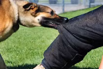 Các nước xử lý vụ chó cắn chết người như thế nào?