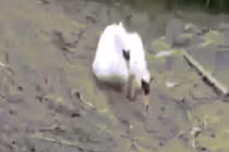 Video: Cảm động thiên nga cố gắng cứu bạn chìm dần trong sình lầy 