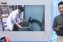 Hà Nội chủ động phòng chống virus Zika