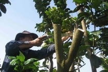 Bưởi khủng phục vụ Tết đã bắt đầu được "nắn"