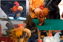 Thú chơi vương giả mới của đại gia Việt