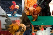 Thú chơi vương giả mới của đại gia Việt