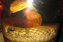 Chuyện dựng tóc gáy về rắn khổng lồ