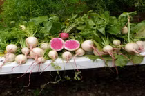 Trồng củ “trắng vỏ đỏ lòng“: Con mê, bố mẹ ăn miễn chê 