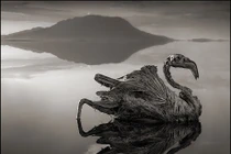 Sự thật kinh dị hồ nước ma quái hóa đá động vật 