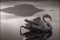 Sự thật kinh dị hồ nước ma quái hóa đá động vật 