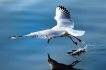 Có không nhân quả luân hồi?