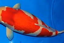 Video: Cận cảnh cá Koi “khủng” giá 42 tỷ đồng