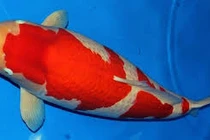 Video: Cận cảnh cá Koi “khủng” giá 42 tỷ đồng