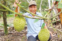 Lạ đời: Vườn cây ra trái “quá trời” mà nói không với thương lái