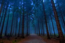 Sự thật ma quái trong "khu rừng gào thét" không ai bén mảng 