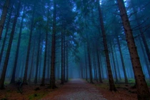 Sự thật ma quái trong "khu rừng gào thét" không ai bén mảng 