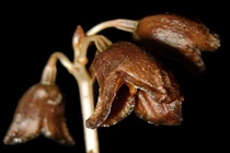 Kỳ thú “phong lan ma” ở Indonesia 