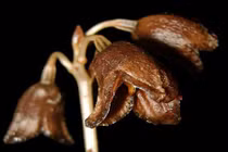 Kỳ thú “phong lan ma” ở Indonesia 