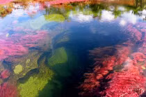 Kỳ thú “dòng sông ngũ sắc” tựa thiên đường