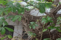 Chuyện về gốc Sa la ở Phật Quang tự, Rạch Giá