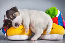 Tuổi Tuất tháng 2 năm 2018: Những điều đặc biệt cần lưu ý