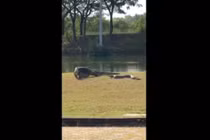 Video: Trăn và kỳ đà khổng lồ đánh nhau gay cấn giữa sân trường