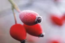 Dự đoán tử vi tháng 3/2018 cho 12 con giáp