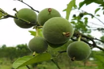 Quả lạ xấu xí, đắng ngắt nhưng lại có giá tới 133 triệu đồng/quả