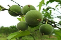 Quả lạ xấu xí, đắng ngắt nhưng lại có giá tới 133 triệu đồng/quả