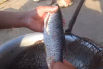 Gỏi cá sống ngon “nhức nhối” đậm chất núi rừng Tây Bắc