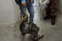 Choàng tỉnh lúc 4 giờ sáng, thấy trăn dài 3 mét quấn quanh cổ