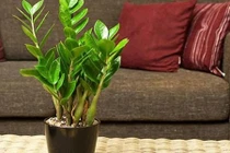 12 con giáp nên trồng cây gì để thu hút tiền tài? 