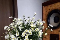 Hội chị em trang trí nhà bằng cúc họa mi tràn ngập phố