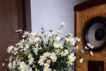 Hội chị em trang trí nhà bằng cúc họa mi tràn ngập phố