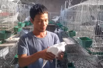 Bỏ vô lăng về quê nuôi chim ưa sạch và con “chết sớm”, lãi 13 triệu/tháng