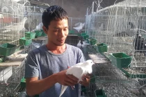 Bỏ vô lăng về quê nuôi chim ưa sạch và con “chết sớm”, lãi 13 triệu/tháng